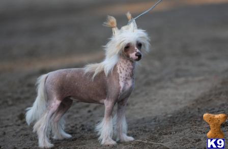 Chinese Crested Puppies